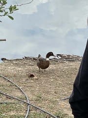 Anas platyrhynchos × Cairina moschata