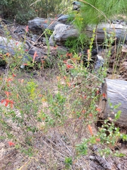 Clinopodium coccineum