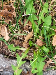 Taraxacum officinale