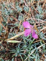Dianthus lusitanus