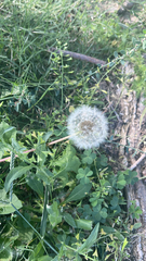 Taraxacum erythrospermum