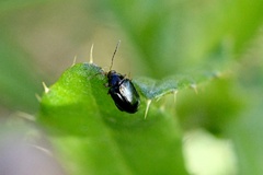 Psylliodes chrysocephala