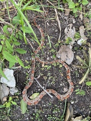 Pantherophis guttatus