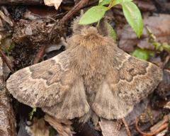 Macromphalia ancilla