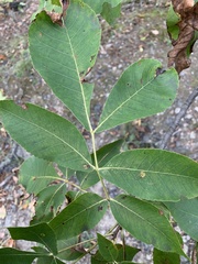 Carya ovalis