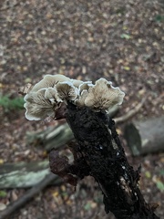 Crepidotus variabilis