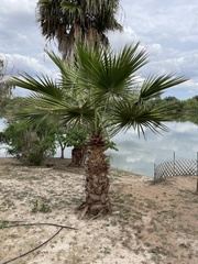 Washingtonia × filibusta