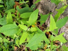 Chenopodium album