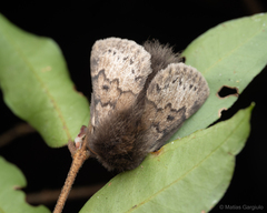 Macromphalia ancilla
