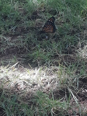 Danaus