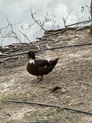 Anas platyrhynchos × Cairina moschata