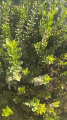 Buxus sempervirens