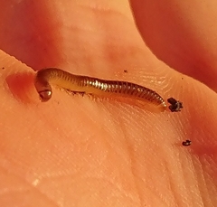 Blaniulus guttulatus