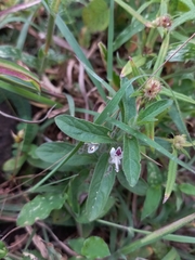 Andrographis echioides