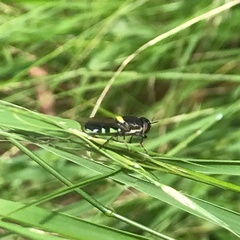 Odontomyia hunteri