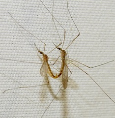 Geranomyia communis