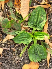 Plantago major
