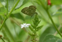 Leptotes plinius