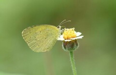 Eurema brigitta