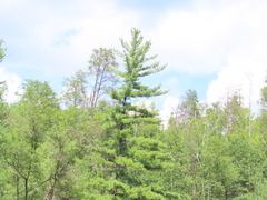 Pinus banksiana