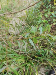 Salix nigra