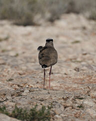 Vanellus coronatus