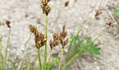 Carex phaeocephala