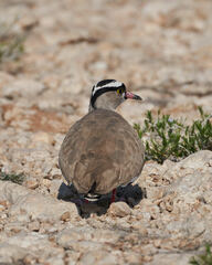 Vanellus coronatus