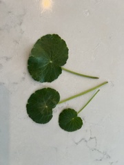 Hydrocotyle bonariensis