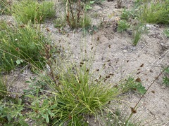 Carex phaeocephala