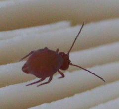 Dicyrtomidae
