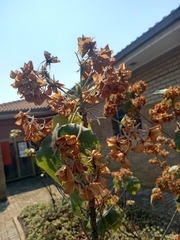 Dombeya