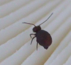Dicyrtomidae