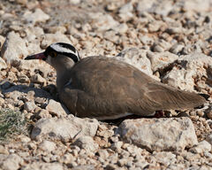 Vanellus coronatus