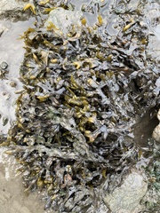 Fucus distichus