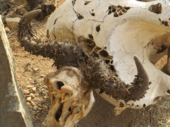 Ceratophaga vastella