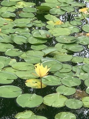 Nymphaea mexicana