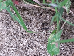 Leptogenys chinensis