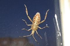 Leptoglossus occidentalis