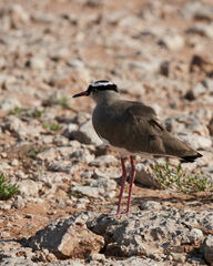 Vanellus coronatus