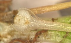 Isoetes echinospora