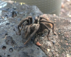 Theraphosinae