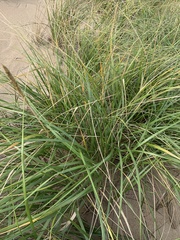 Ammophila breviligulata