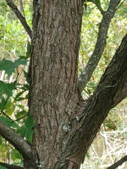 Salix nigra