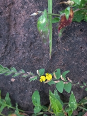 Crotalaria hebecarpa