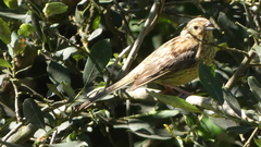 Emberiza cirlus