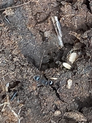 Tetramorium walshi