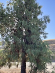 Pinus sabiniana
