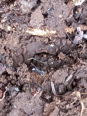 Tetramorium walshi