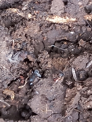 Tetramorium walshi